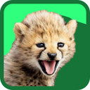Cheetah_Coder